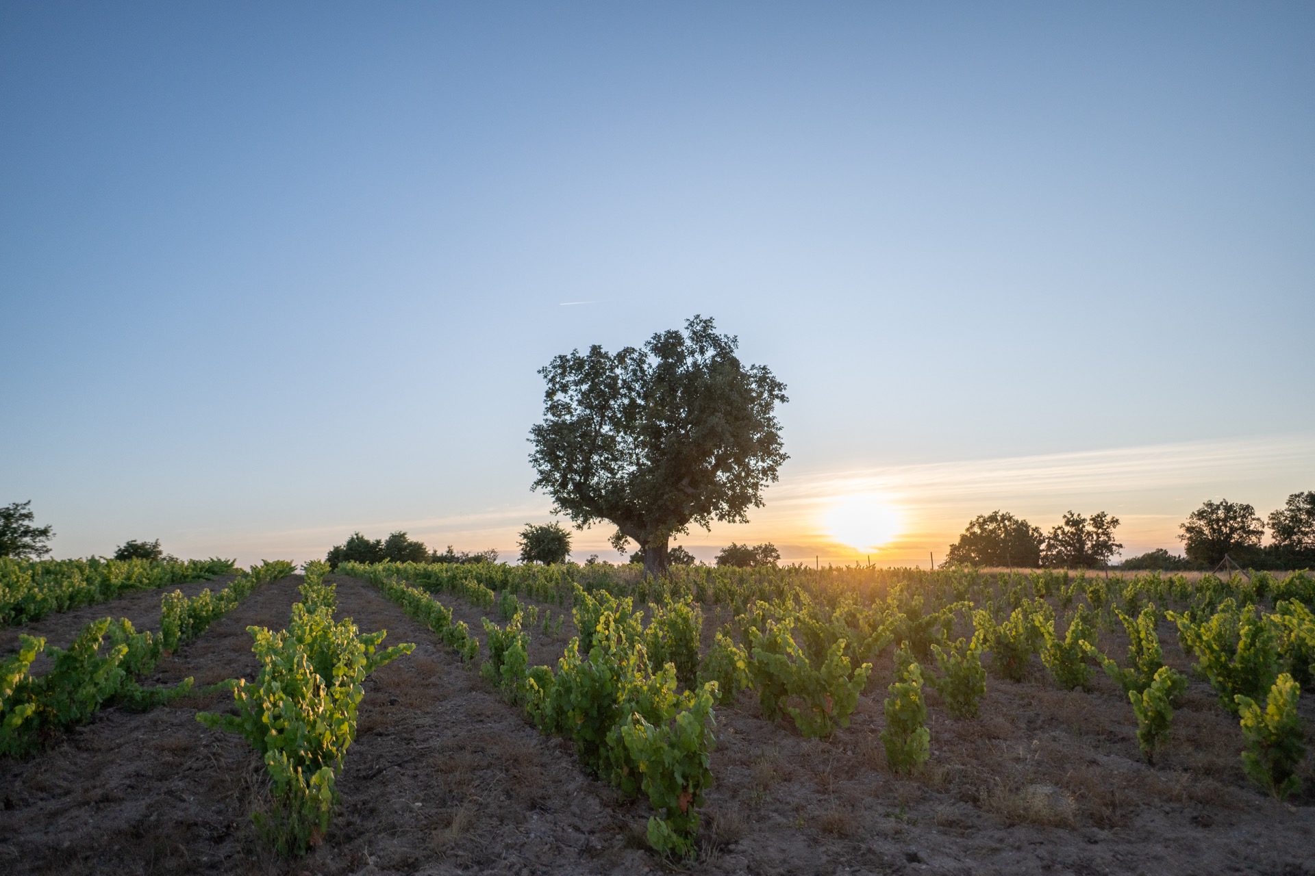 Viñedos en Arribes del Duero